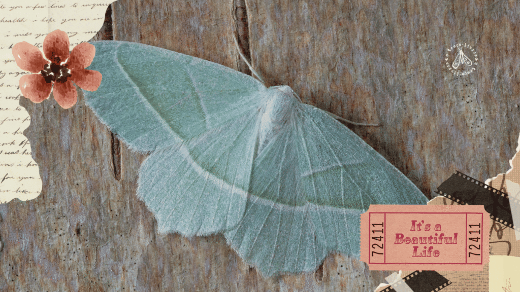 Mariposa recém saída de seu casulo. Representação do manifesto da Traça-Livros.